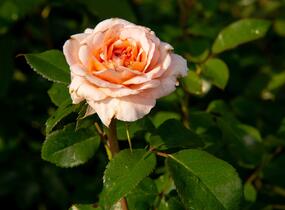 Růže mnohokvětá Kordes 'Schloss Eutin' - Rosa MK 'Schloss Eutin'