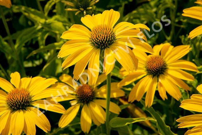 Třapatkovka nachová 'Papallo Classic Lemon' - Echinacea purpurea 'Papallo Classic Lemon'