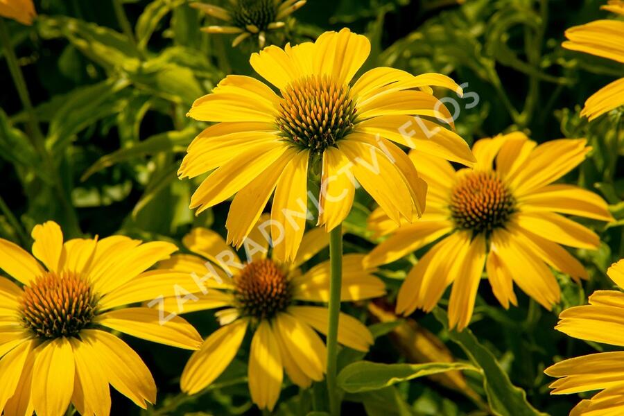 Třapatkovka nachová 'Papallo Classic Lemon' - Echinacea purpurea 'Papallo Classic Lemon'