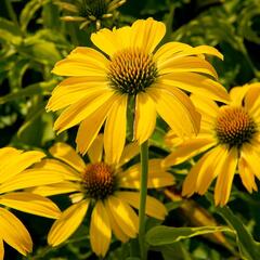 Třapatkovka nachová 'Papallo Classic Lemon' - Echinacea purpurea 'Papallo Classic Lemon'