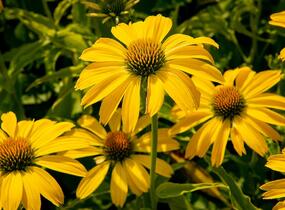Třapatkovka nachová 'Papallo Classic Lemon' - Echinacea purpurea 'Papallo Classic Lemon'
