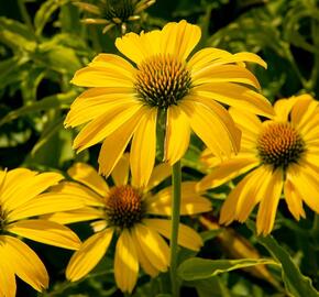 Třapatkovka nachová 'Papallo Classic Lemon' - Echinacea purpurea 'Papallo Classic Lemon'