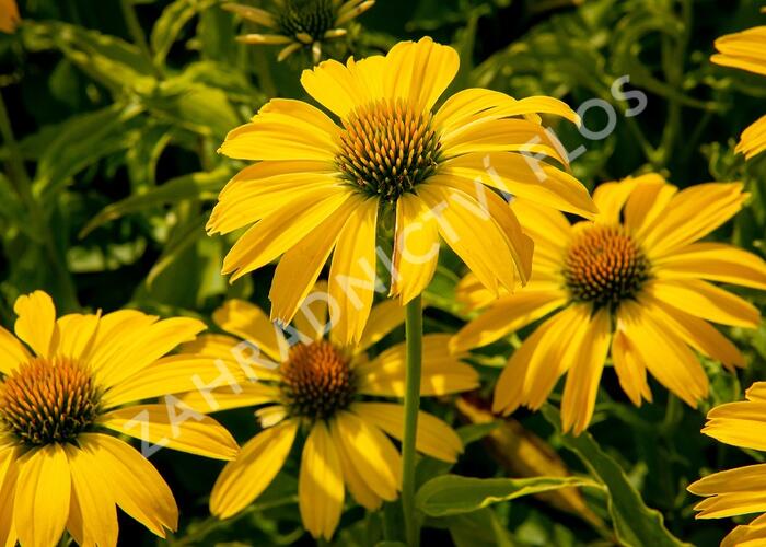 Třapatka nachová 'Papallo Classic Lemon' - Echinacea purpurea 'Papallo Classic Lemon'