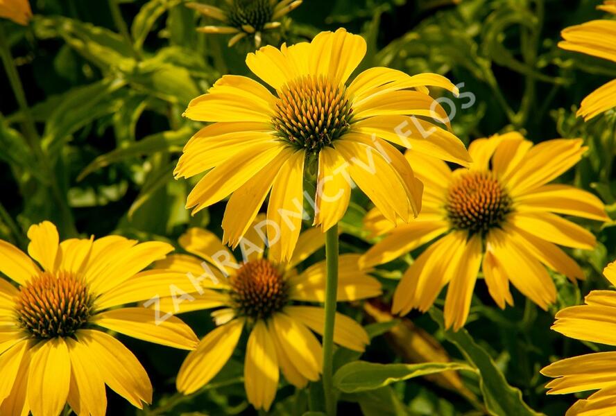 Třapatkovka nachová 'Papallo Classic Lemon' - Echinacea purpurea 'Papallo Classic Lemon'