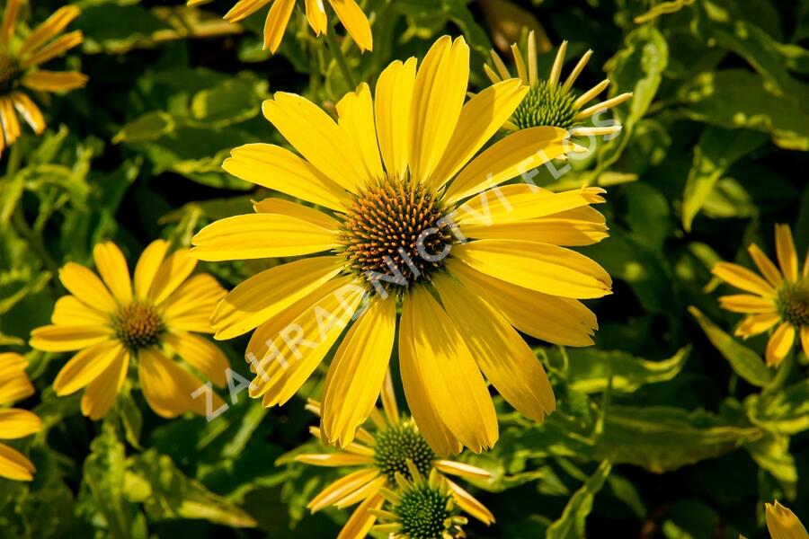 Třapatkovka nachová 'Papallo Classic Lemon' - Echinacea purpurea 'Papallo Classic Lemon'