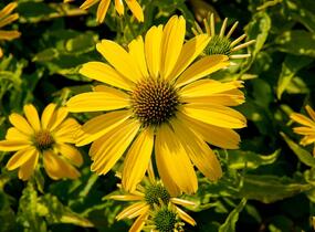 Třapatkovka nachová 'Papallo Classic Lemon' - Echinacea purpurea 'Papallo Classic Lemon'