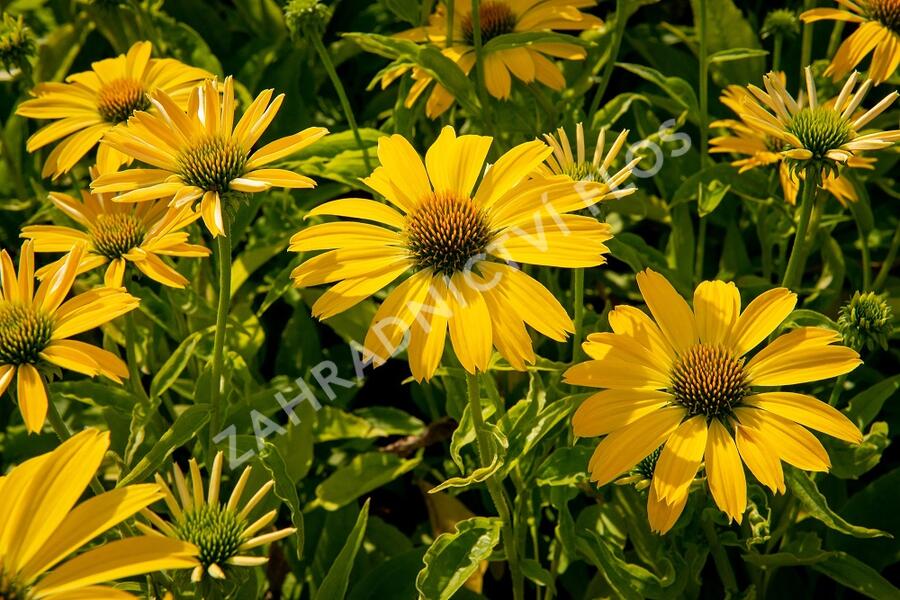 Třapatkovka nachová 'Papallo Classic Lemon' - Echinacea purpurea 'Papallo Classic Lemon'