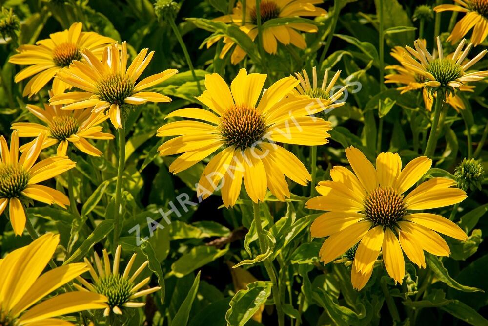 Třapatkovka nachová 'Papallo Classic Lemon' - Echinacea purpurea 'Papallo Classic Lemon'
