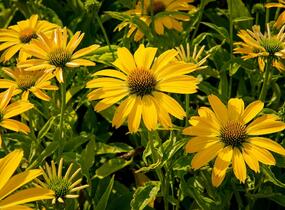 Třapatkovka nachová 'Papallo Classic Lemon' - Echinacea purpurea 'Papallo Classic Lemon'