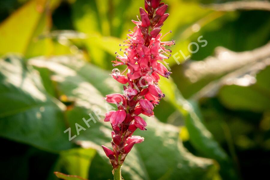 Rdesno 'Speciosa' - Bistorta amplexicaulis 'Speciosa'