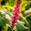 Rdesno 'Speciosa' - Bistorta amplexicaulis 'Speciosa'