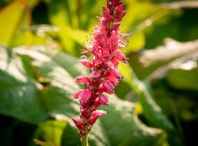 Rdesno objímavé 'Speciosa' - Bistorta amplexicaulis 'Speciosa'