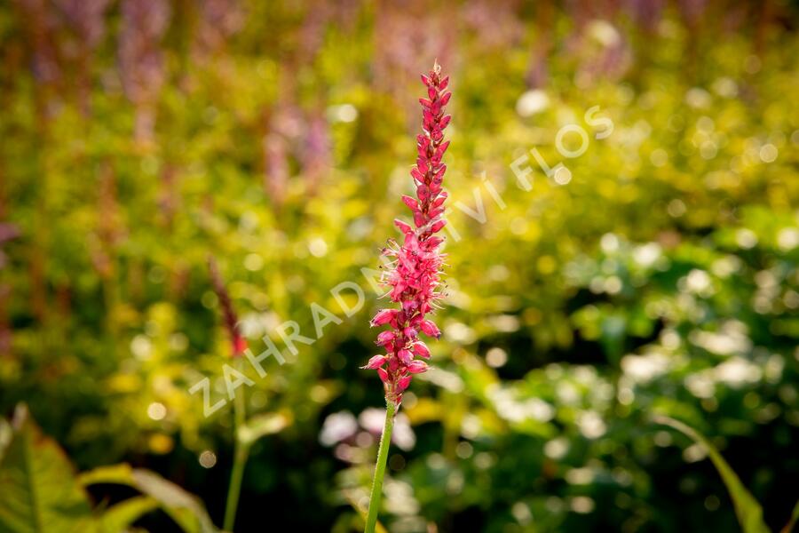 Rdesno objímavé 'Speciosa' - Bistorta amplexicaulis 'Speciosa'