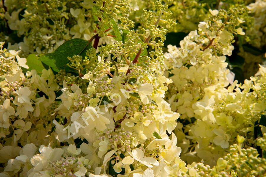Hortenzie latnatá 'Candlelight' - Hydrangea paniculata 'Candlelight'