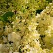 Hortenzie latnatá 'Candlelight' - Hydrangea paniculata 'Candlelight'