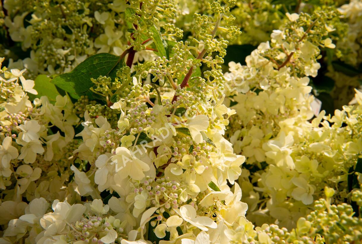 Hortenzie latnatá 'Candlelight' - Hydrangea paniculata 'Candlelight'