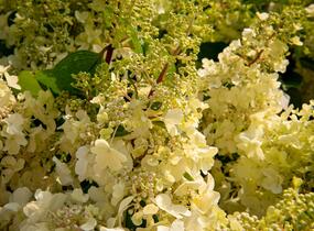 Hortenzie latnatá 'Candlelight' - Hydrangea paniculata 'Candlelight'