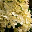 Hortenzie latnatá 'Candlelight' - Hydrangea paniculata 'Candlelight'