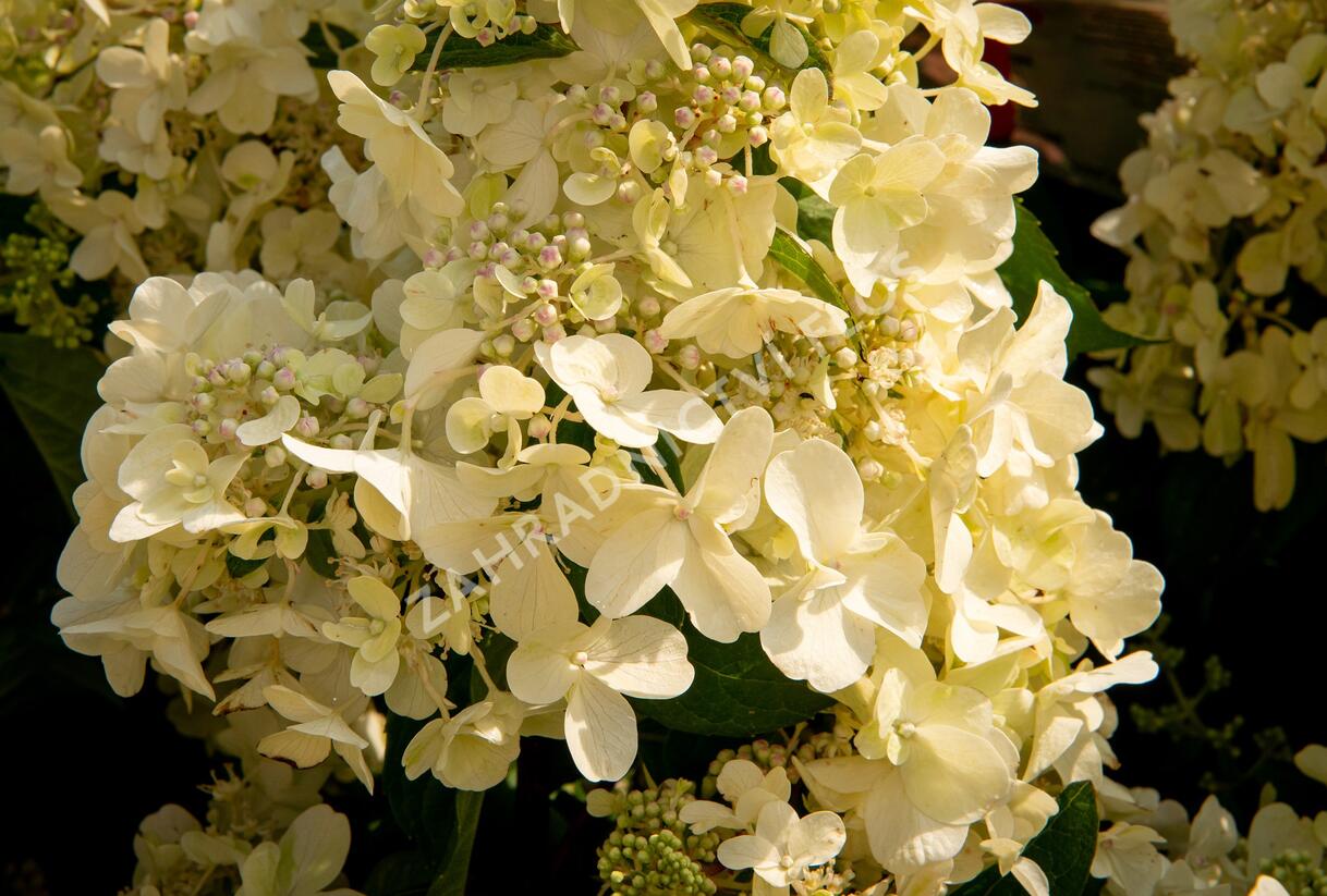 Hortenzie latnatá 'Candlelight' - Hydrangea paniculata 'Candlelight'