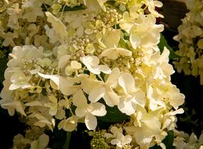 Hortenzie latnatá 'Candlelight' - Hydrangea paniculata 'Candlelight'