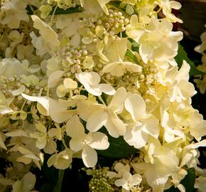 Hortenzie latnatá 'Candlelight' - Hydrangea paniculata 'Candlelight'
