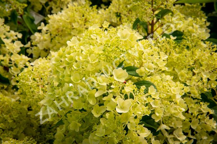 Hortenzie latnatá 'Silver Dollar' - Hydrangea paniculata 'Silver Dollar'