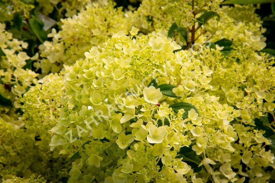 Hortenzie latnatá 'Silver Dollar' - Hydrangea paniculata 'Silver Dollar'