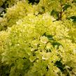 Hortenzie latnatá 'Silver Dollar' - Hydrangea paniculata 'Silver Dollar'