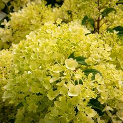 Hortenzie latnatá 'Silver Dollar' - Hydrangea paniculata 'Silver Dollar'