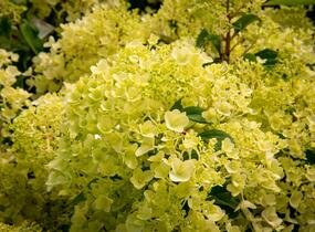 Hortenzie latnatá 'Silver Dollar' - Hydrangea paniculata 'Silver Dollar'