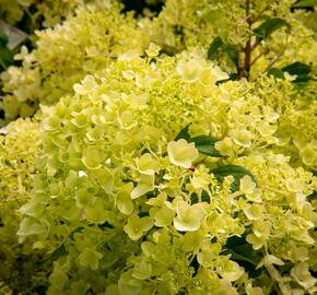 Hortenzie latnatá 'Silver Dollar' - Hydrangea paniculata 'Silver Dollar'