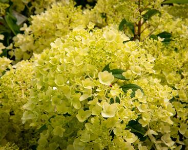 Hortenzie latnatá 'Silver Dollar'