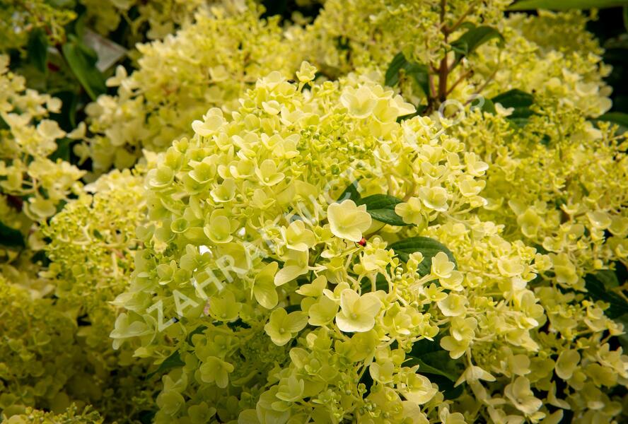 Hortenzie latnatá 'Silver Dollar' - Hydrangea paniculata 'Silver Dollar'