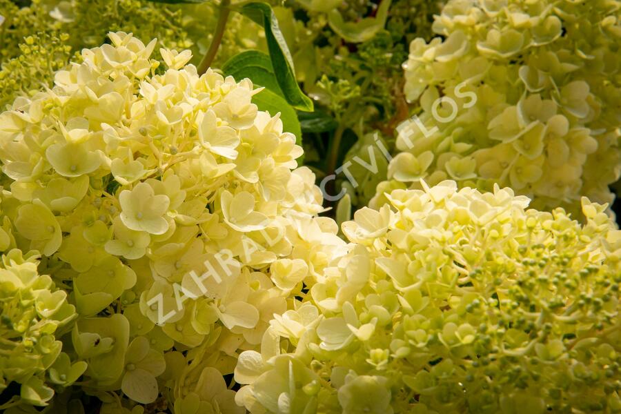 Hortenzie latnatá 'Silver Dollar' - Hydrangea paniculata 'Silver Dollar'