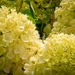 Hortenzie latnatá 'Silver Dollar' - Hydrangea paniculata 'Silver Dollar'