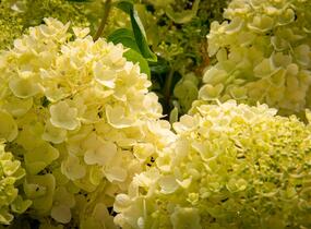 Hortenzie latnatá 'Silver Dollar' - Hydrangea paniculata 'Silver Dollar'