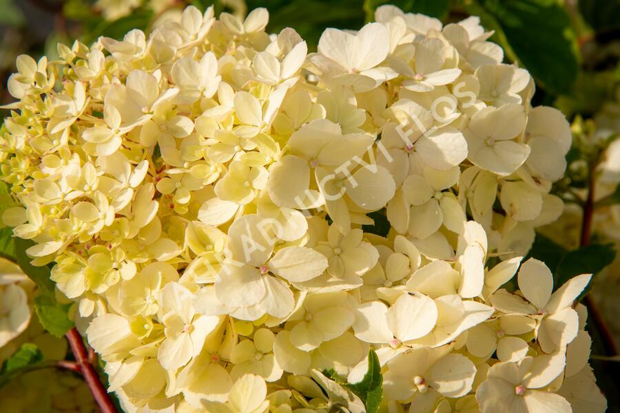 Hortenzie latnatá 'Vanille Fraise' - Hydrangea paniculata 'Vanille Fraise'