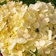 Hortenzie latnatá 'Vanille Fraise' - Hydrangea paniculata 'Vanille Fraise'