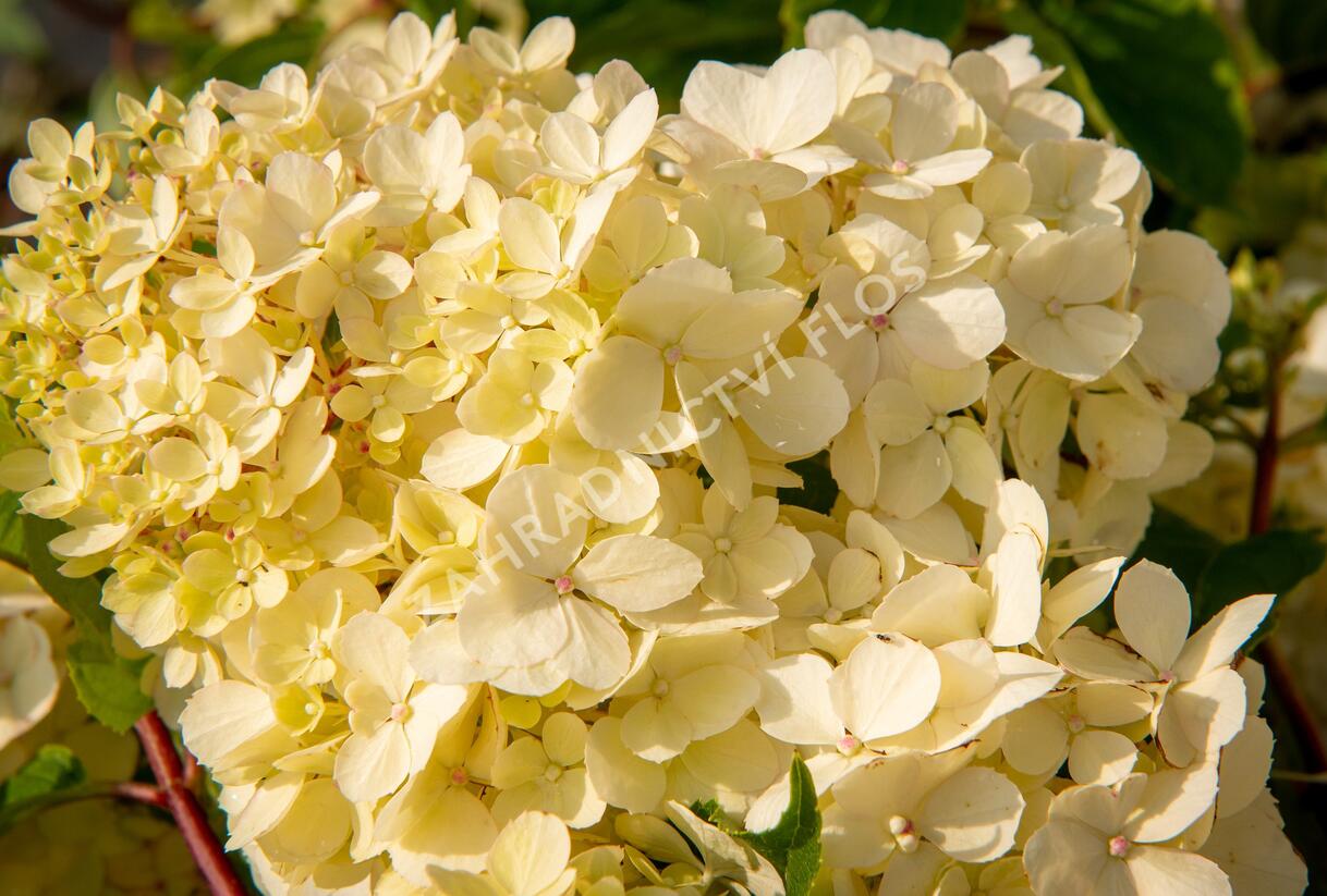 Hortenzie latnatá 'Vanille Fraise' - Hydrangea paniculata 'Vanille Fraise'