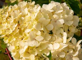 Hortenzie latnatá 'Vanille Fraise' - Hydrangea paniculata 'Vanille Fraise'