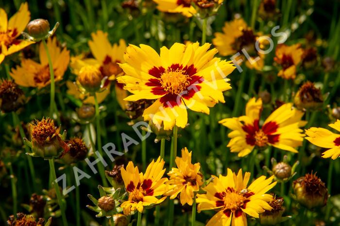 Krásnoočko velkokvěté 'Sunkiss' - Coreopsis grandiflora 'Sunkiss'
