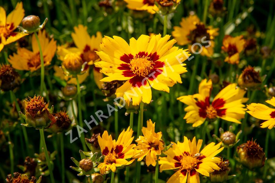 Krásnoočko velkokvěté 'Sunkiss' - Coreopsis grandiflora 'Sunkiss'