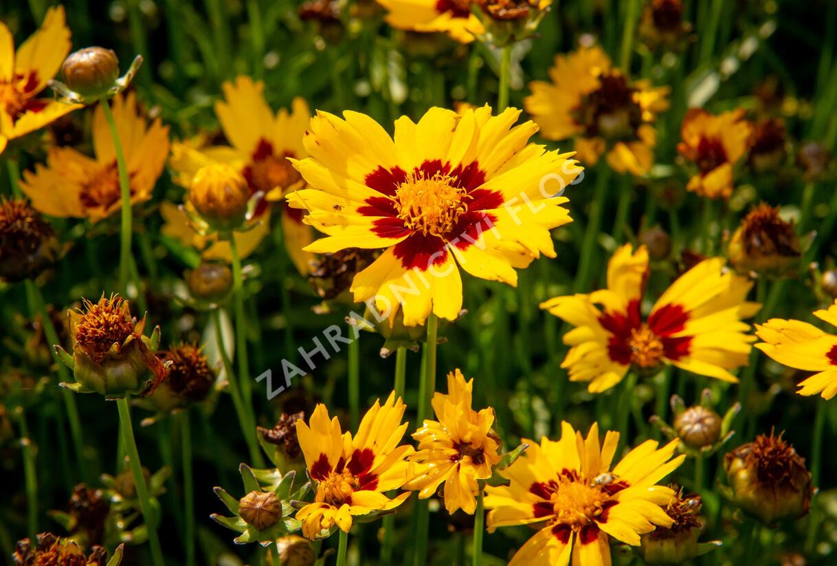 Krásnoočko velkokvěté 'Sunkiss' - Coreopsis grandiflora 'Sunkiss'