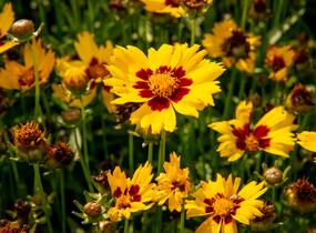 Krásnoočko velkokvěté 'Sunkiss' - Coreopsis grandiflora 'Sunkiss'