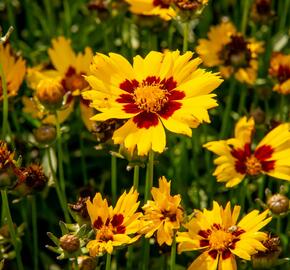 Krásnoočko velkokvěté 'Sunkiss' - Coreopsis grandiflora 'Sunkiss'