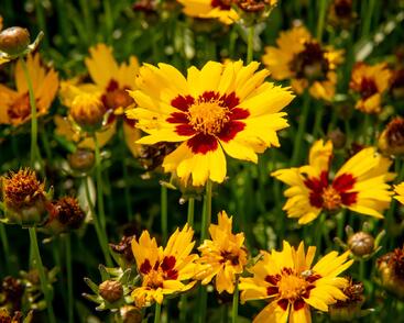 Krásnoočko velkokvěté 'Sunkiss'