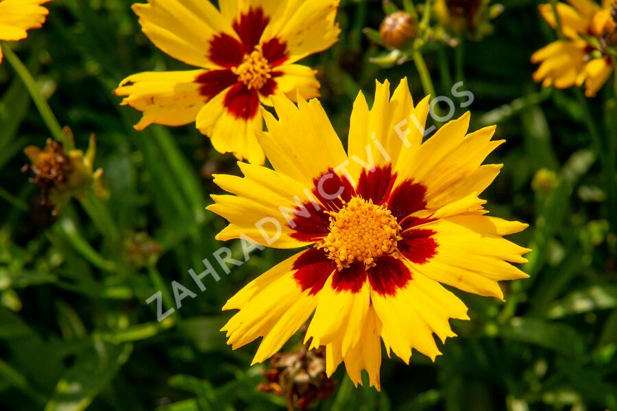 Krásnoočko velkokvěté 'Sunkiss' - Coreopsis grandiflora 'Sunkiss'