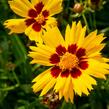 Krásnoočko velkokvěté 'Sunkiss' - Coreopsis grandiflora 'Sunkiss'