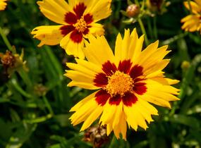Krásnoočko velkokvěté 'Sunkiss' - Coreopsis grandiflora 'Sunkiss'
