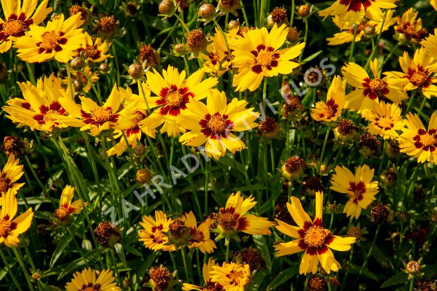 Krásnoočko velkokvěté 'Sunkiss' - Coreopsis grandiflora 'Sunkiss'
